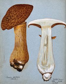 A fungus (Gymnopilus junonius): two fruiting bodies, one sectioned, 1906. Creator: R Baker