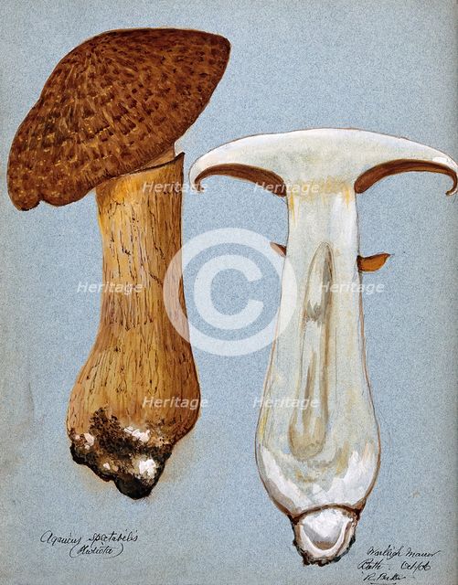 A fungus (Gymnopilus junonius): two fruiting bodies, one sectioned, 1906. Creator: R Baker.