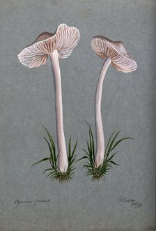 A fungus (Mycena pura): two fruiting bodies, 1885. Creator: Unknown