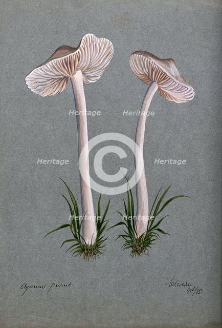 A fungus (Mycena pura): two fruiting bodies, 1885. Creator: Unknown.