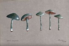 A fungus (Stropharia aeruginosa): five fruiting bodies, 1883. Creator: Unknown
