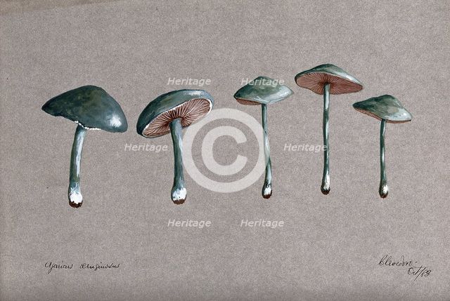 A fungus (Stropharia aeruginosa): five fruiting bodies, 1883. Creator: Unknown.