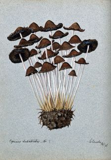 A fungus (Panaeolus subbalteatus ?): group of fruiting bodies, 1896. Creator: Unknown