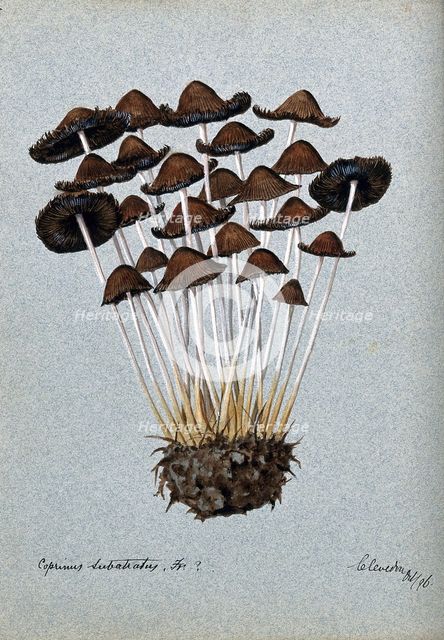 A fungus (Panaeolus subbalteatus ?): group of fruiting bodies, 1896. Creator: Unknown.