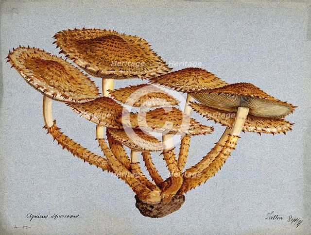 A fungus (Pholiota squarrosa), 1897. Creator: Unknown.
