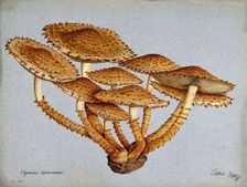 A fungus (Pholiota squarrosa), 1897. Creator: Unknown