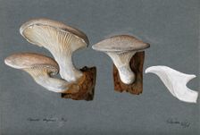 A fungus (Pleurotus dryinus): three fruiting bodies, 1896. Creator: Unknown
