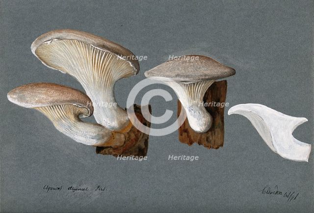 A fungus (Pleurotus dryinus): three fruiting bodies, 1896. Creator: Unknown.