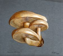 A fungus (Pleurotus ulmarius): a group of fruiting bodies, 1896. Creator: Unknown