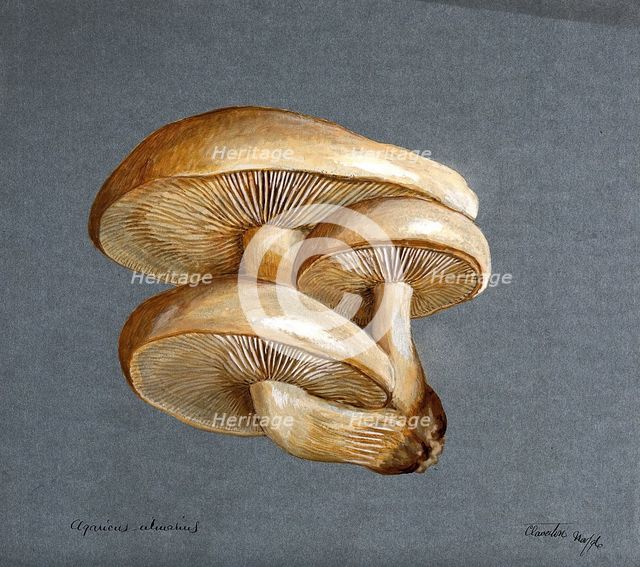 A fungus (Pleurotus ulmarius): a group of fruiting bodies, 1896. Creator: Unknown.