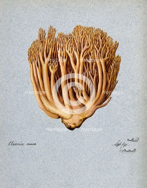 A fungus (Ramaria aurea): fruiting body, 1890. Creator: C Bucknall.