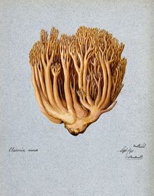 A fungus (Ramaria aurea): fruiting body, 1890. Creator: C Bucknall