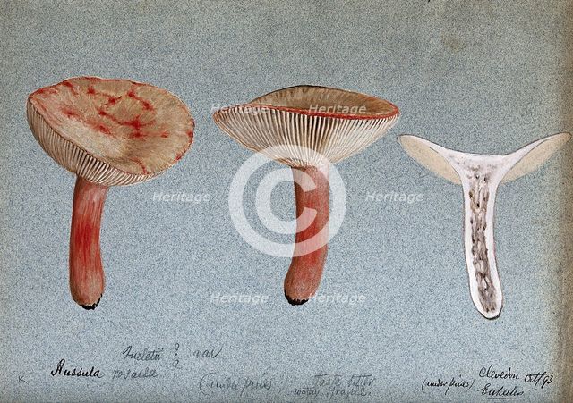 A fungus (Russula queletii?): three fruiting bodies, one sectioned, 1893. Creator: Edwin Wheeler.