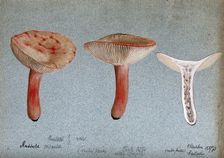 A fungus (Russula queletii?): three fruiting bodies, one sectioned, 1893. Creator: Edwin Wheeler