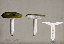 A fungus (Russula species): three fruiting bodies, one sectioned, 1895. Creator: Unknown