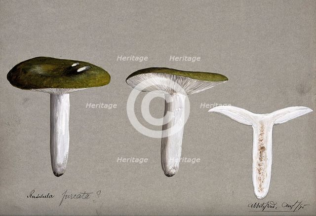 A fungus (Russula species): three fruiting bodies, one sectioned, 1895. Creator: Unknown.