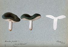 A fungus (Russula species): three fruiting bodies, one sectioned, 1896. Creator: Unknown