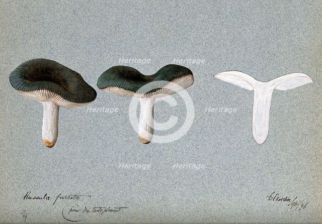 A fungus (Russula species): three fruiting bodies, one sectioned, 1896. Creator: Unknown.