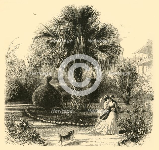 'A Garden in Charleston', 1872.  Creator: John J. Harley.