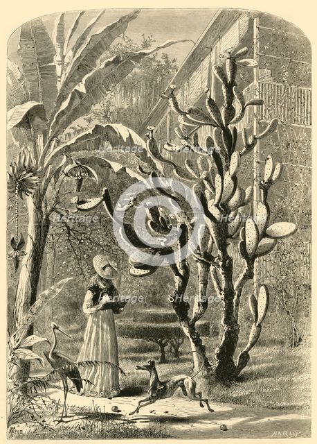 'A Garden in Florida', 1872.  Creator: John J. Harley.