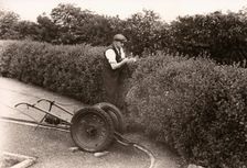 A gardener clips a privet hedge, Rowntree factory, York, Yorkshire, 1955