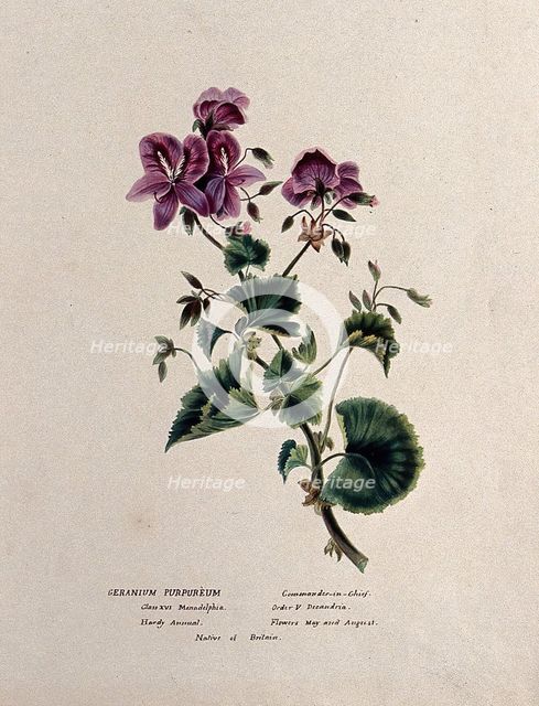 A geranium (Geranium purpureum): flowering stem, c1850. Creator: Unknown.