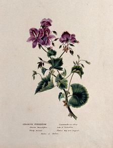 A geranium (Geranium purpureum): flowering stem, c1850. Creator: Unknown
