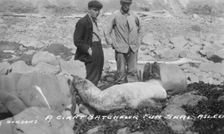 A giant batchelor fur seal asleep, between c1900 and c1930. Creator: Unknown