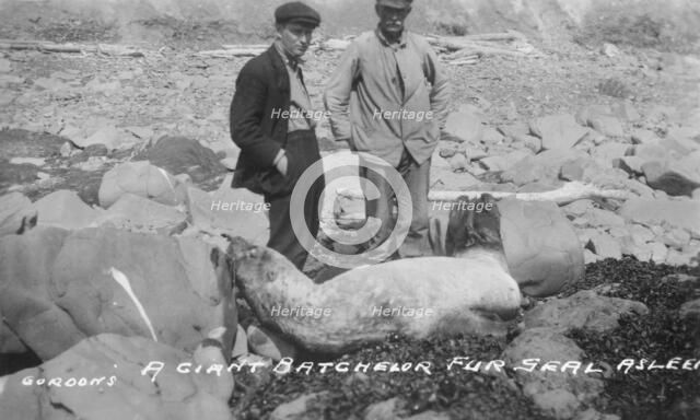 A giant batchelor fur seal asleep, between c1900 and c1930. Creator: Unknown.