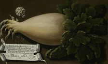 A Giant Radish, 1626. Creator: Anon