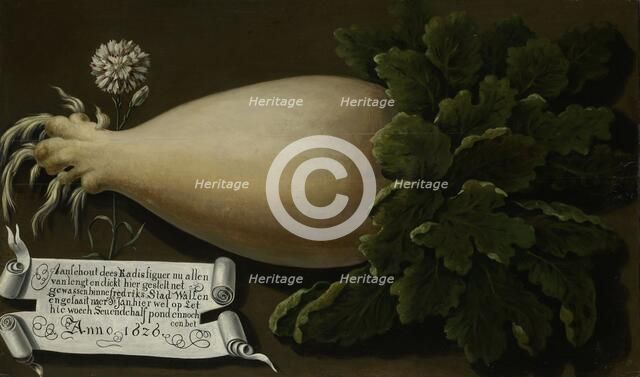A Giant Radish, 1626. Creator: Anon.