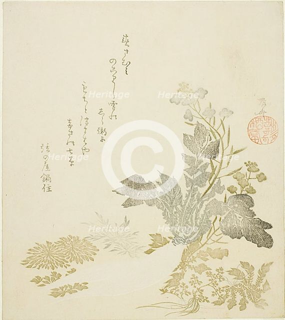 A Giant Radish (daikon), Chrysanthemums and Ferns, About 1820. Creator: Shinsai.