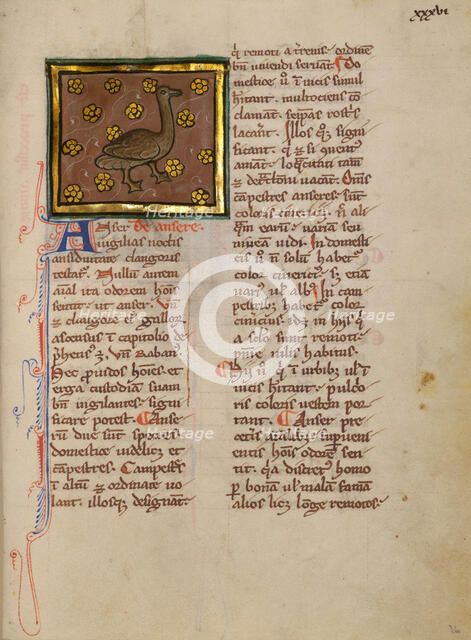 A Goose; Bestiary, about 1270. Creator: Unknown.