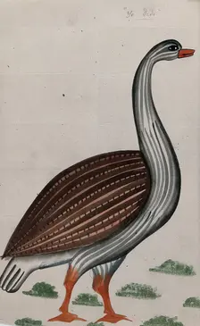 A goose. Creator: Unknown
