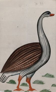 A goose. Creator: Unknown