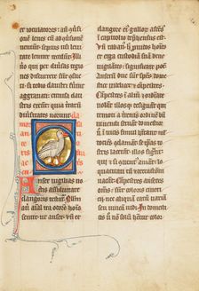 A Goose; De Natura Avium; De Pastoribus et Ovibus; Bestiarium, 1277 or after. Creator: Unknown