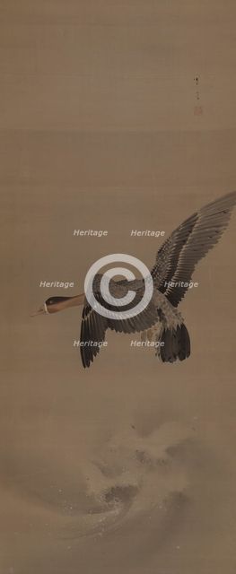 A goose in flight, 1900. Creator: Seitei (Shotei); Watanabe (1851-1918).