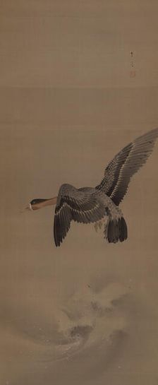A goose in flight, 1900. Creator: Seitei (Shotei); Watanabe (1851-1918)