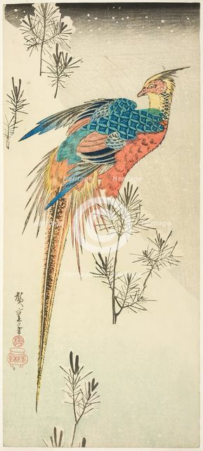 A Golden Pheasant Perched on a Steep Snowy Hillside amid Small Pine Saplings, c. 1833. Creator: Ando Hiroshige.