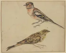 A goldfinch and a linnet, 17th century. Creator: Melchior d'Hondecoeter
