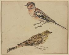 A goldfinch and a linnet, 17th century. Creator: Melchior d'Hondecoeter