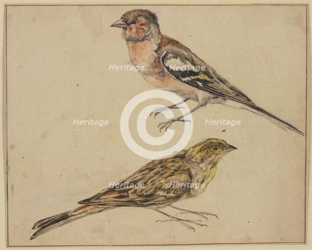 A goldfinch and a linnet, 17th century. Creator: Melchior d'Hondecoeter.