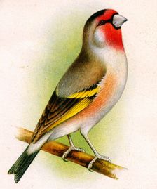 A goldfinch-bullfinch hybrid