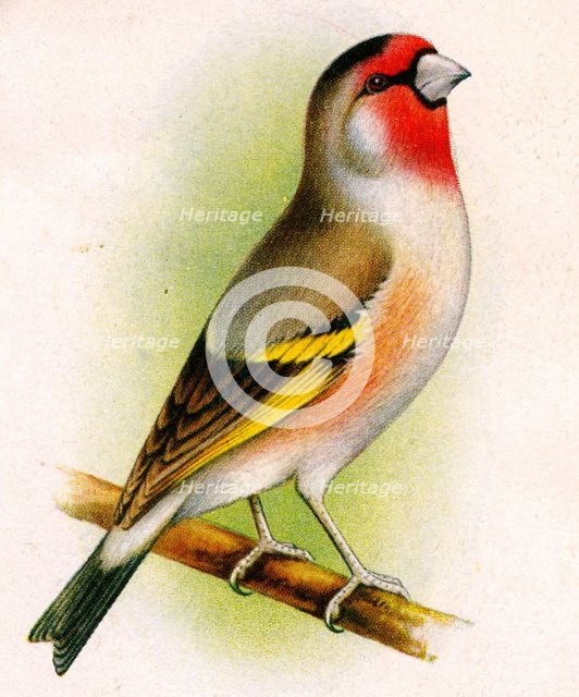 A goldfinch-bullfinch hybrid. Artist: Unknown