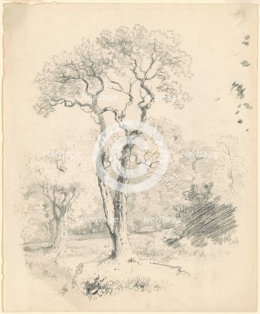 A Glade of Trees, c. 1835-1840. Creator: James Goodwyn Clonney.