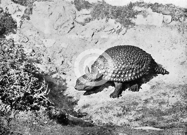 A glyptodon, 20th century. Artist: Unknown