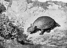 A glyptodon, 20th century