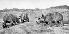 A group of triceratops, 20th century