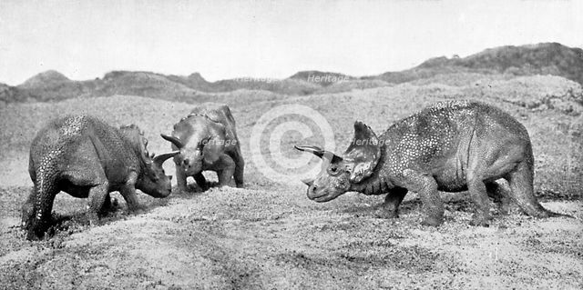 A group of triceratops, 20th century. Artist: Unknown