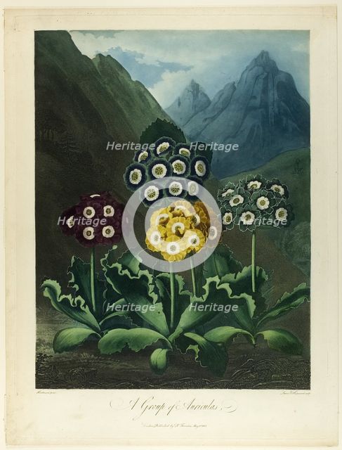 A Group of Auriculas, from The Temple of Flora, 1803. Creator: Frederick Christian Lewis.
